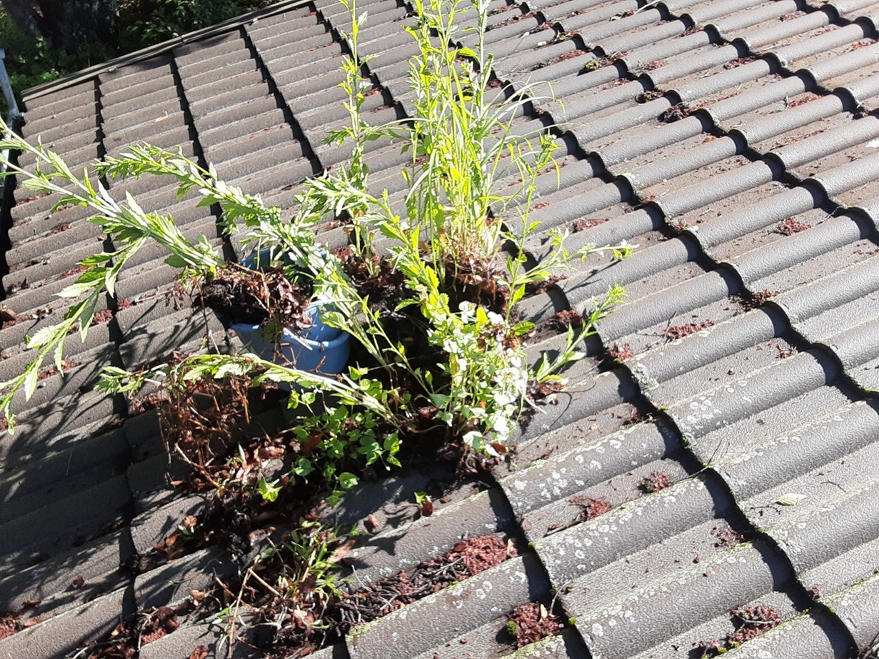 雨樋発生した雑草